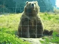 Waving bear